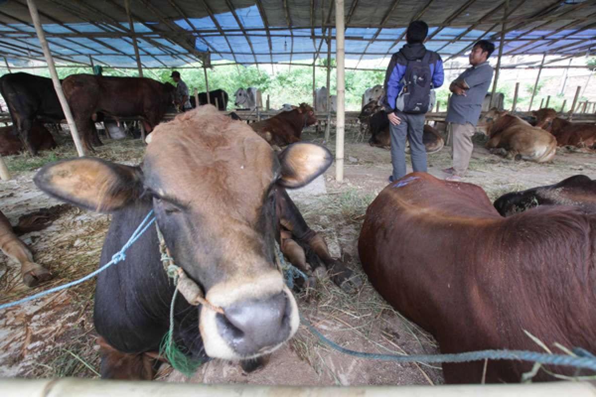 Penjualan hewan kurban