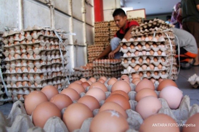 Tingginya harga telur dipengaruhi produksi jagung