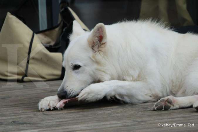 Risiko Memberikan Anjing Peliharaan Makan Daging Mentah