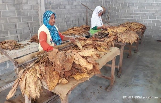 Untung rugi budidaya tembakau bagi petani Lombok