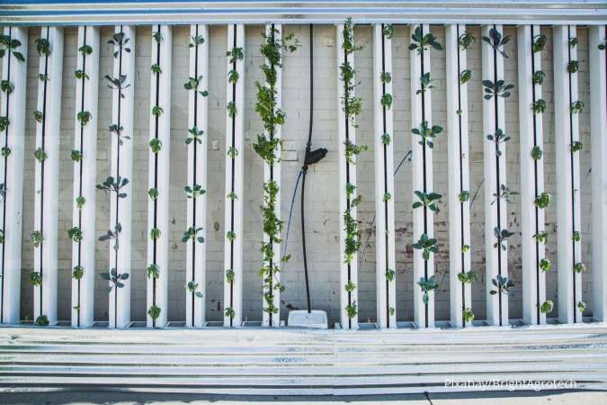 Teknik Vertikultur, Solusi Bercocok Tanam di Lahan Sempit