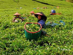 Tahun Ini, Pasar Teh Indonesia Bakal Semakin Mewangi