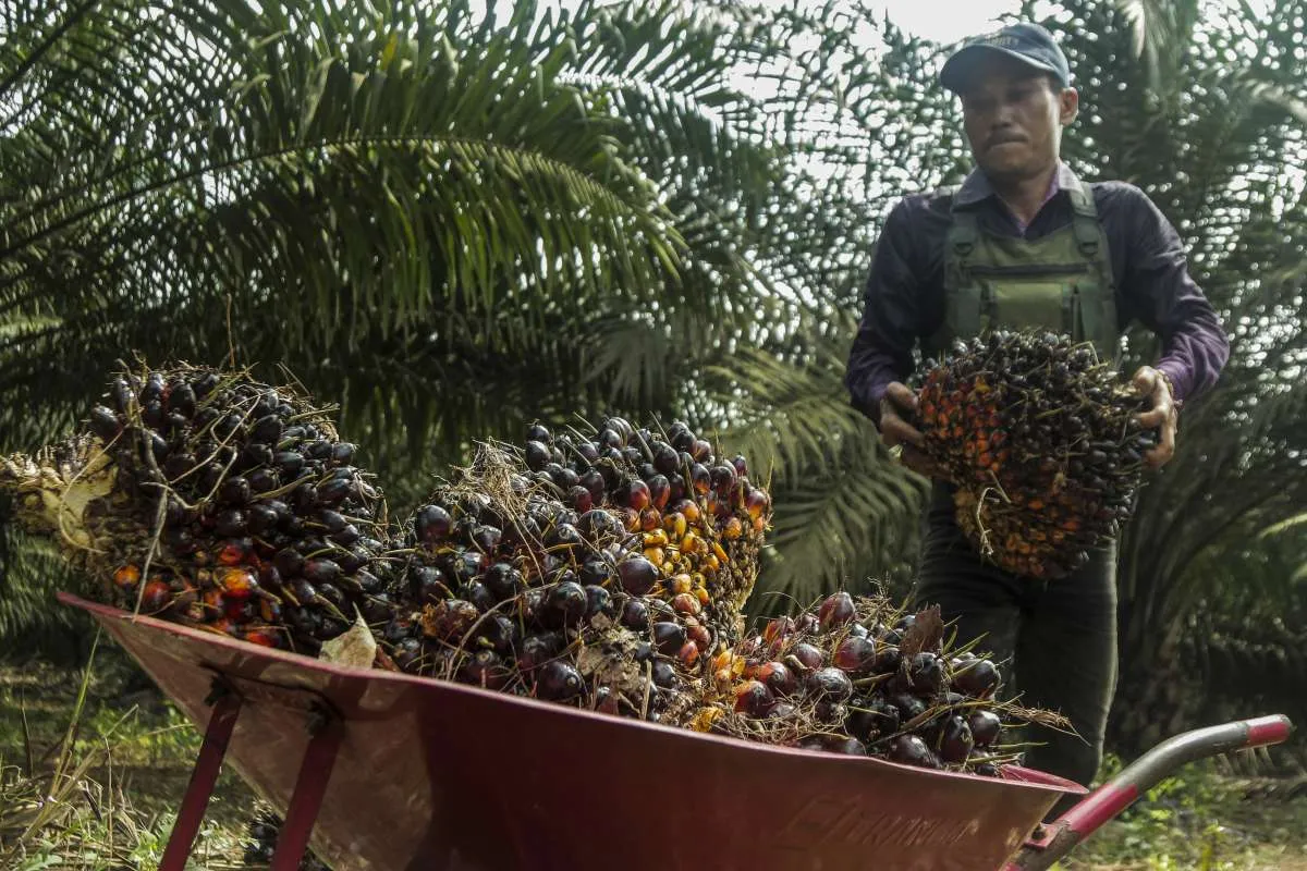 Serikat Petani Kelapa Sawit Dinilai Konsisten Mendampingi Petani Sawit Swadaya