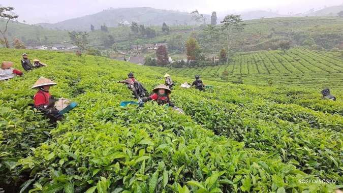 Peringati Hari Teh Internasional, Ini Dia Perjalanan Teh Hingga Sampai di Cangkir