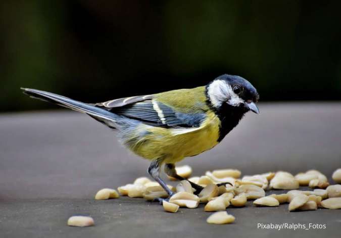 Antara Pelet dan Biji, Mana yang Lebih Baik untuk Pakan Burung Peliharaan?