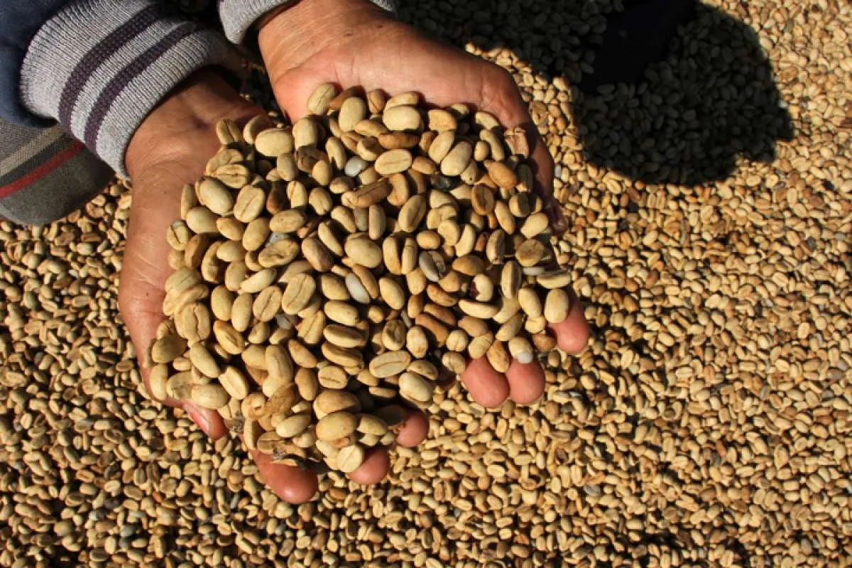 Ini Penyebab Impor Kopi di Indonesia Terus Melonjak