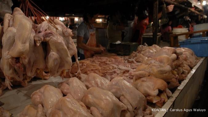 Produksi daging ayam tahun ini surplus 305.948 ton