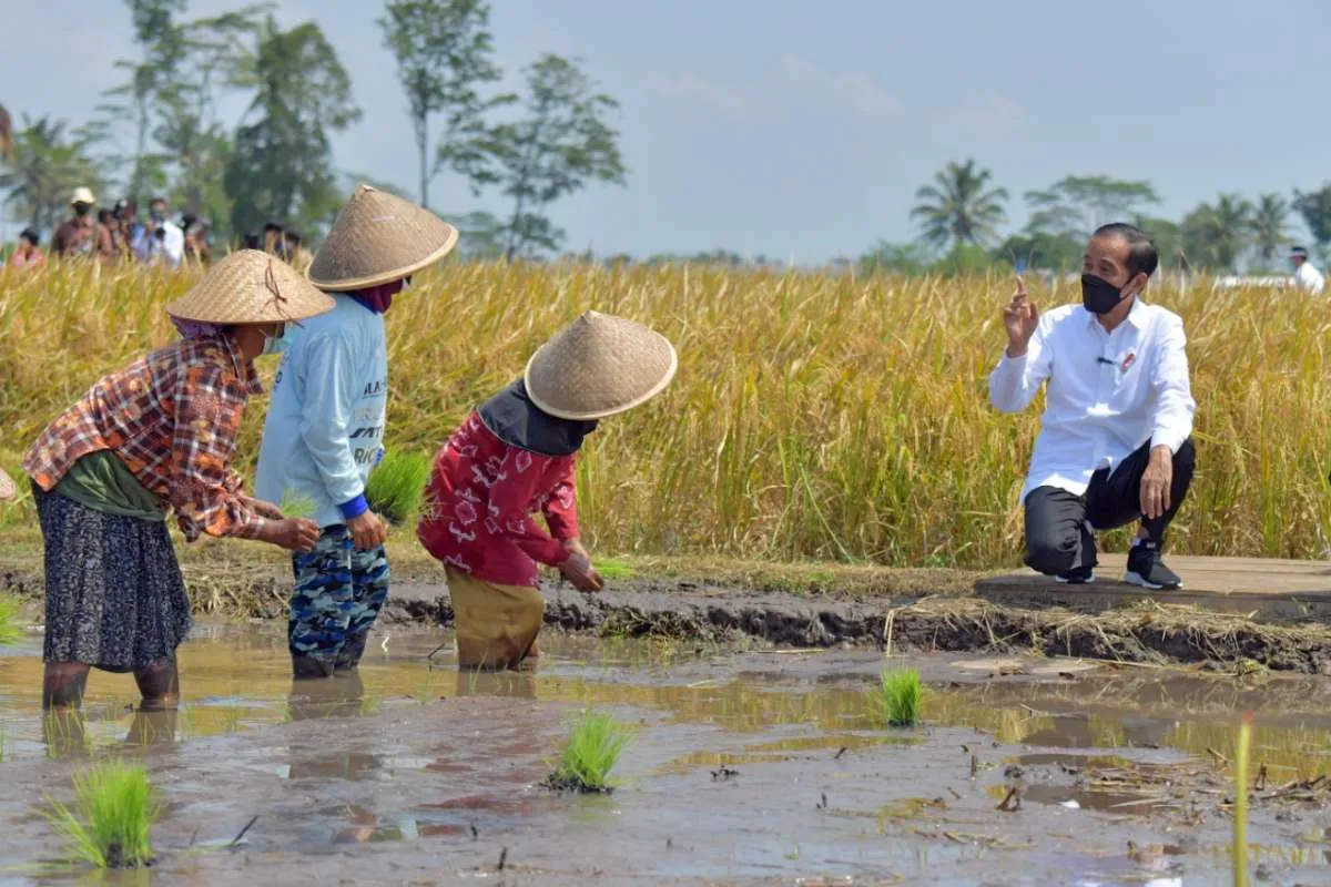 Masuk Panen Raya, Jokowi Yakin Harga Beras Akan Turun