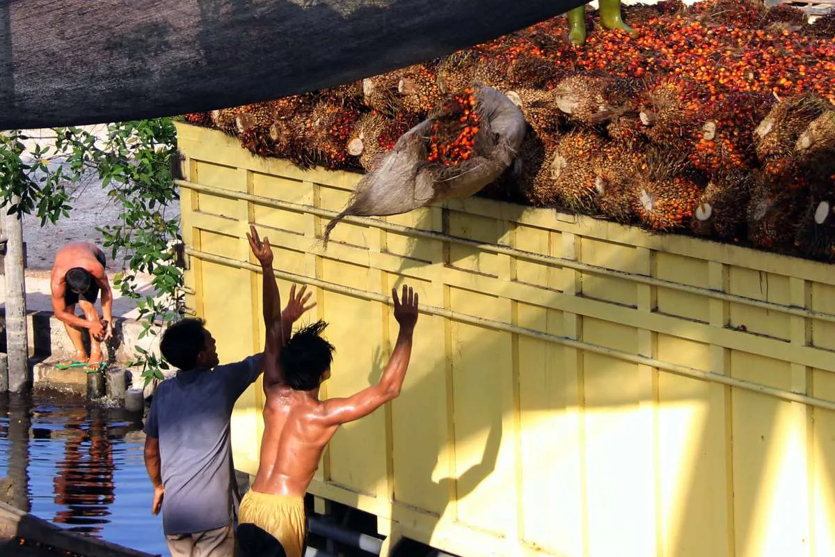 Pemerintahan Baru Diharapkan Perkuat daya saing, dan Lindungi Sawit