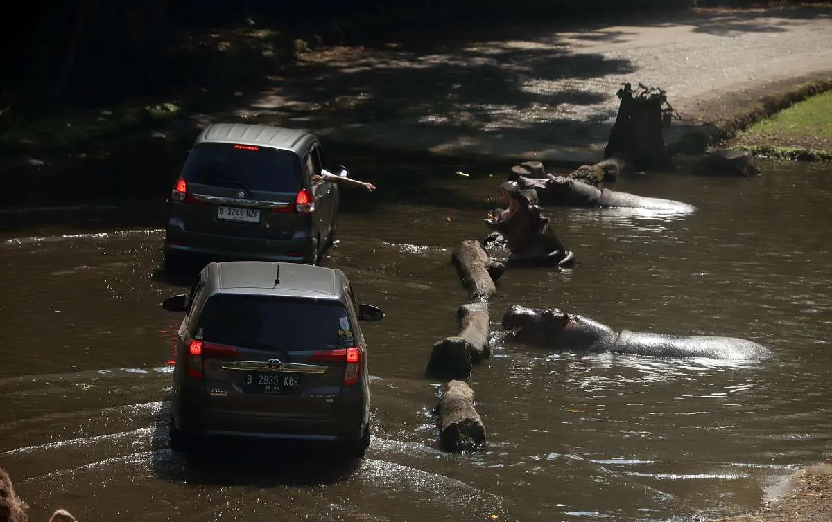 Okupansi Taman Safari Indonesia Naik 50% Pada Musim Libur Sekolah