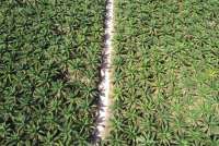 Gapki Yakin Ekspor Sawit ke AS Tetap Kuat meski Indonesia Kena Tarif 19%