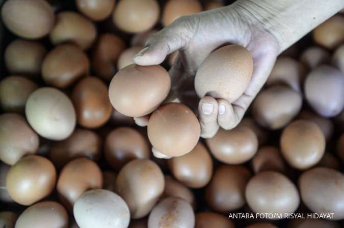 Stok Telur Aman, Namun Harga Jagung Tinggi Bikin Harga Telur Melejit