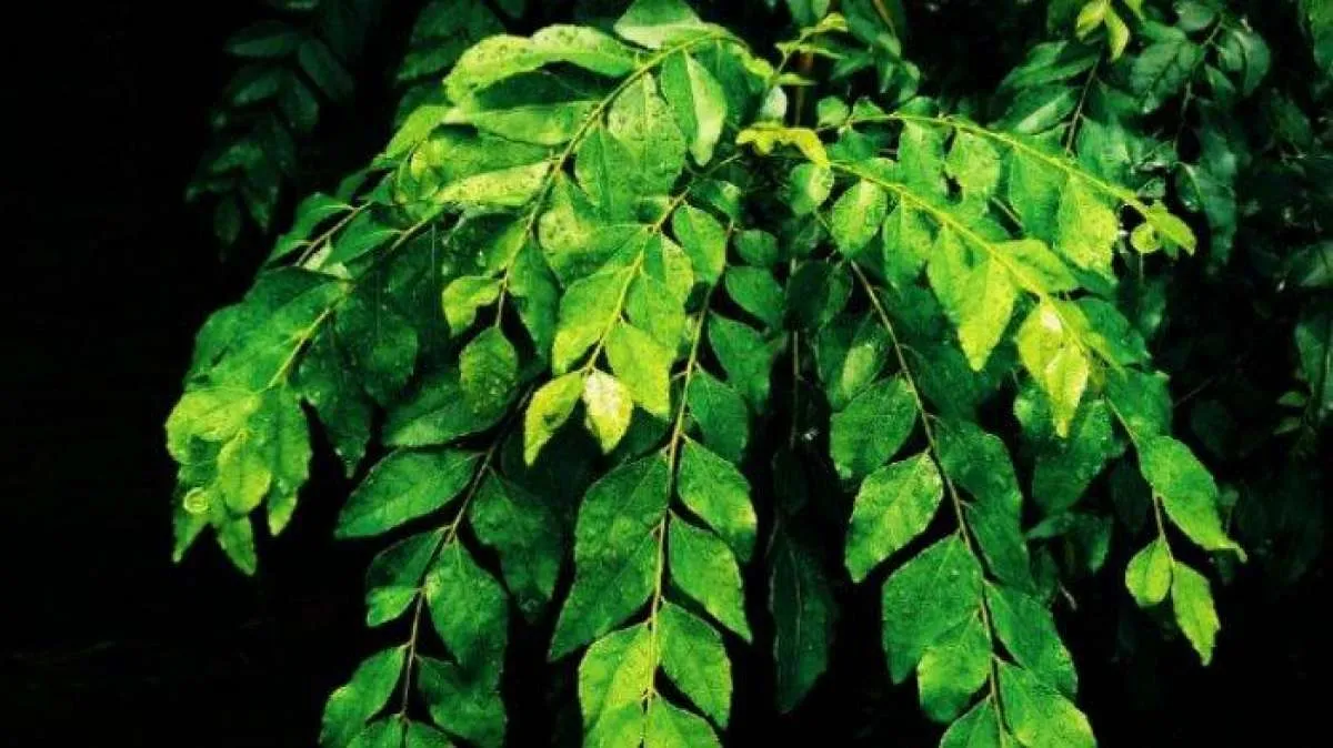 7 Daun Herbal Ini Menurunkan Kolesterol Tinggi 