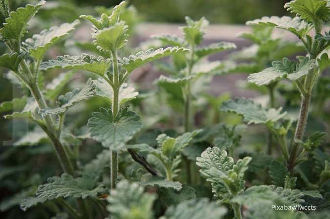 Mengenal Tanaman Catnip yang Disukai Para Kucing dan Manfaatnya