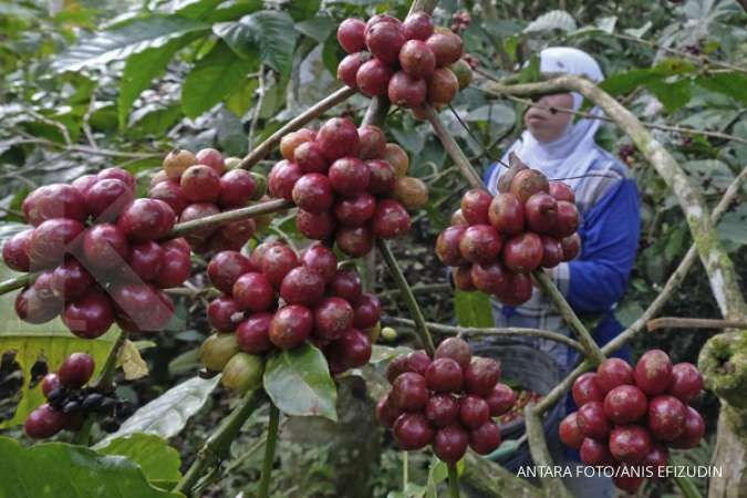 Amerika Serikat Berharap pada Pulihnya Panen Kopi di Indonesia