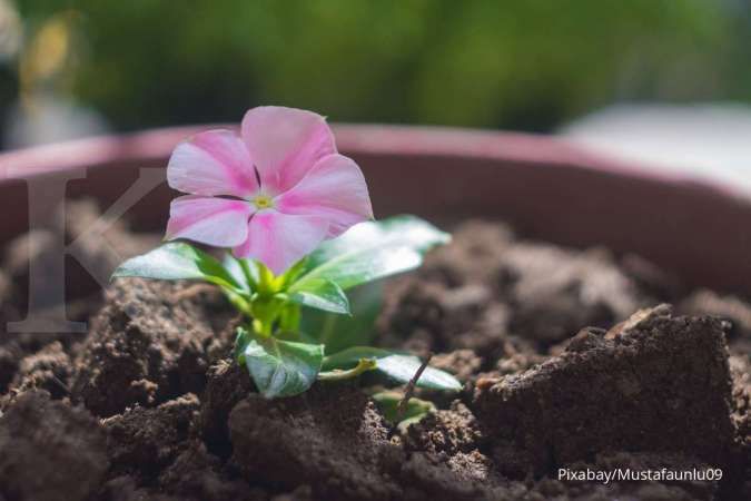 Jangan Menanam di Pot yang Kebesaran, Ini Alasannya!