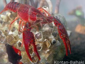 Bisnis Lobster Hias Yang Menggiurkan