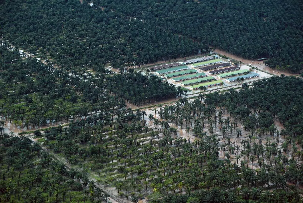 Indonesia May Seize Another 5 Million Hectares of Palm Oil Plantations in 2026