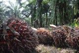 APKASINDO Sebut Baru 7% Kebun Sawit Rakyat Siap Hadapi EUDR