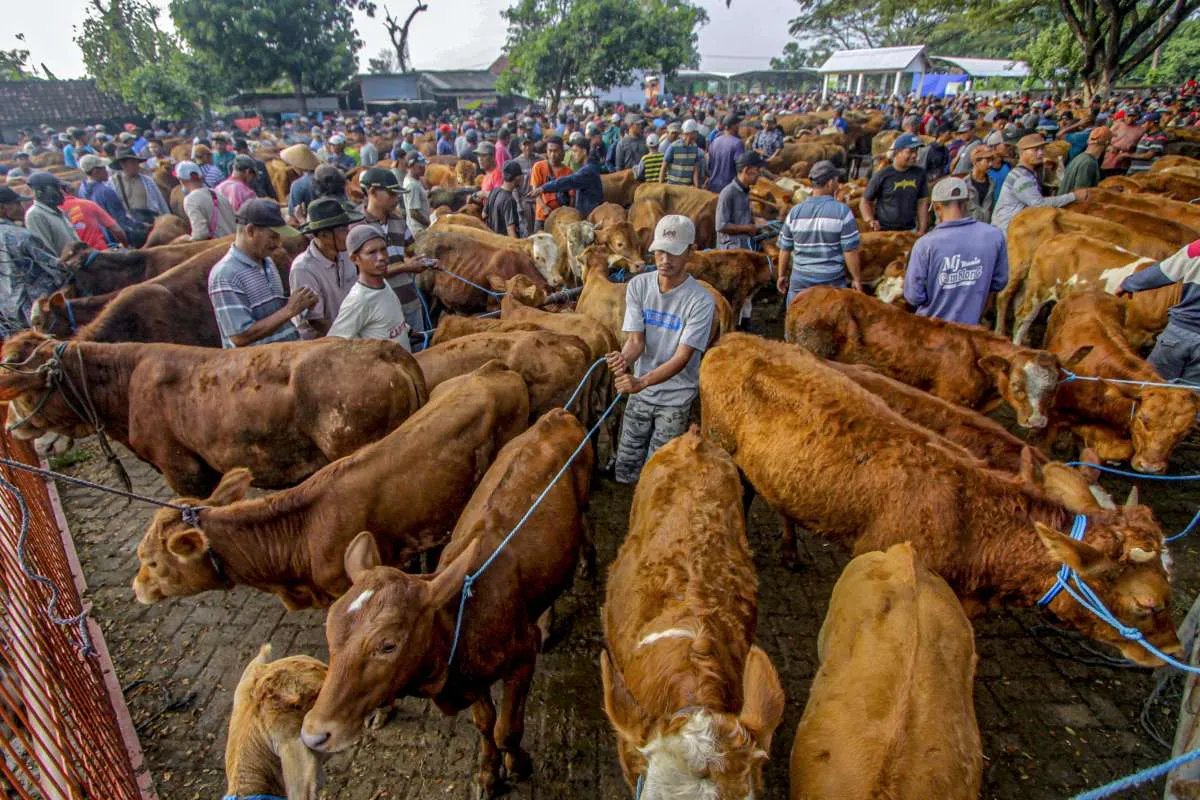 Pasokan Hewan Kurban Tembus 3,21 Juta Ekor, Begini Kesiapan Kementan
