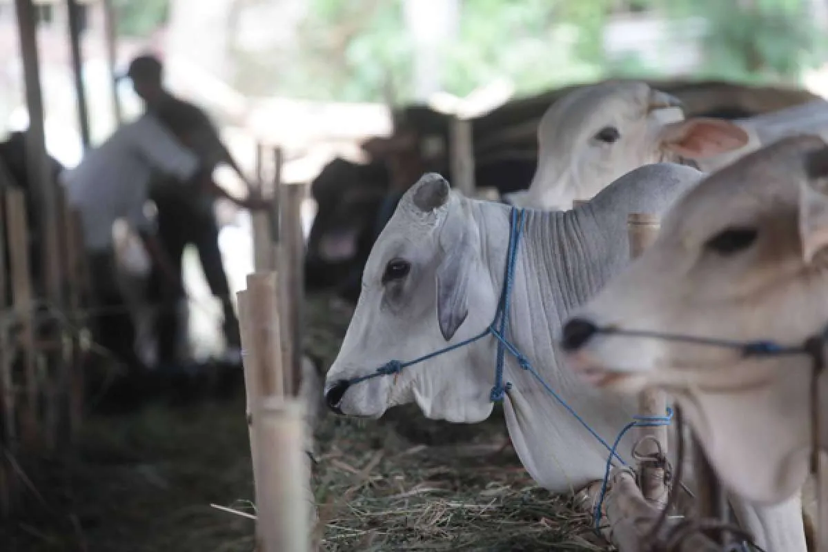 Intip Harga Kambing dan Sapi Kurban di Baznas, Marketplace, da Bank Qurban