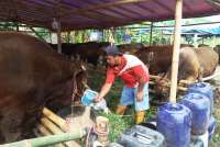 Intip Harga Kambing dan Sapi Kurban Online di BAZNAS hingga Bank Qurban