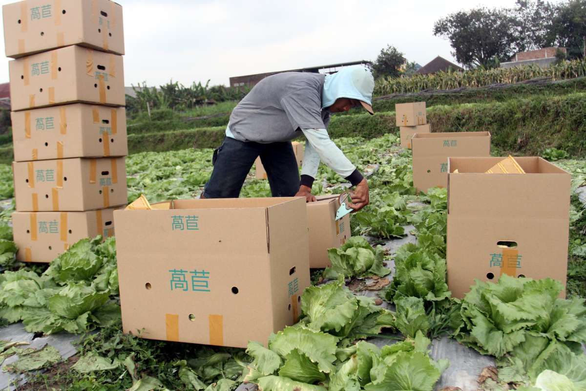Curah Hujan Tinggi Mengusik Panen Hortikultura