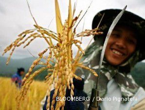 Harga beras di pasar global makin mahal