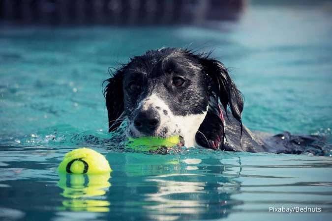 Selain Dapat Mendinginkan Tubuh, Ini Berbagai Manfaat Berenang untuk Anjing