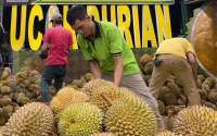 Durian Indonesia Akan Diekspor Ke China, Simak Tips Memilih Durian Kualitas Super