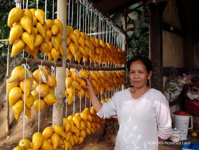 Laba budidaya buah langka Alkesa (1)