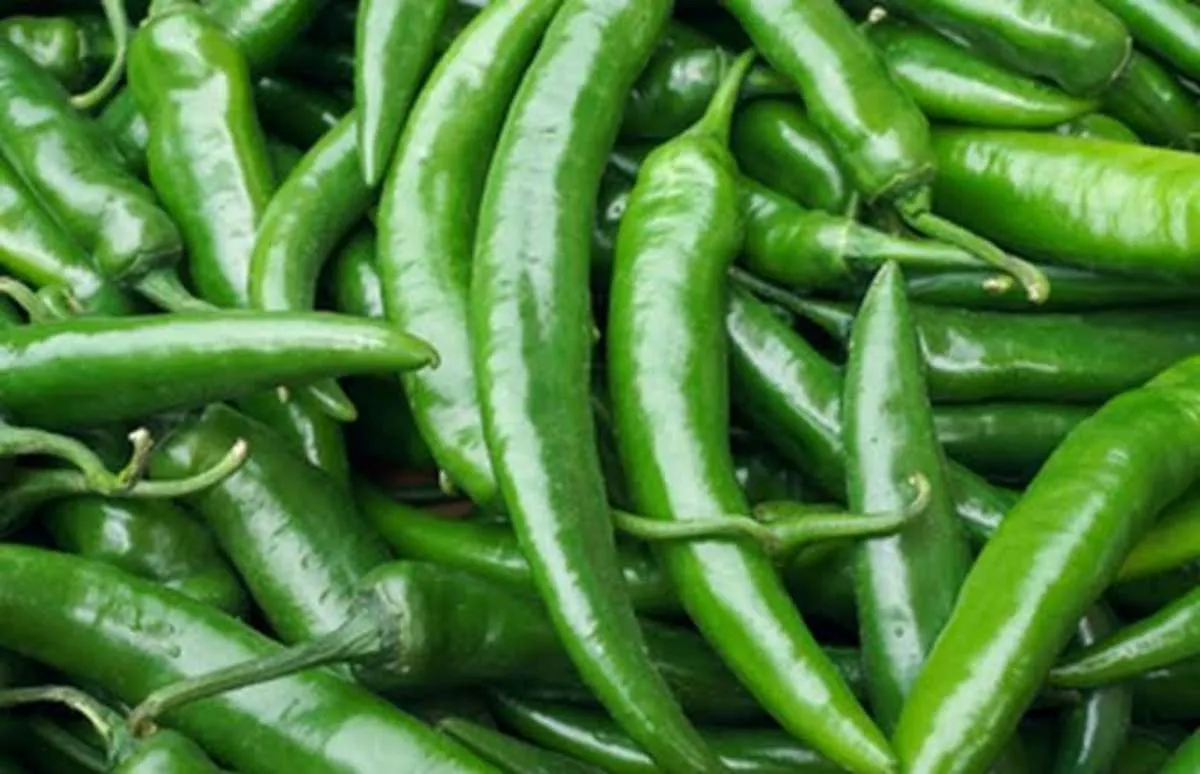 Bisa Mengobati Flu, Ini Manfaat Cabai Hijau untuk Kesehatan 