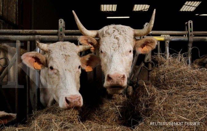 Kemtan akan perbesar impor sapi indukan dari Australia
