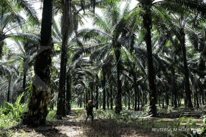 Harga CPO kembali cetak rekor usai bergerak di atas RM 5.000 per ton