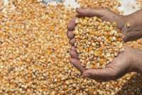 Terbitkan Inpres 10/2025, Prabowo Targetkan Pengadaan Jagung 1 Juta Ton