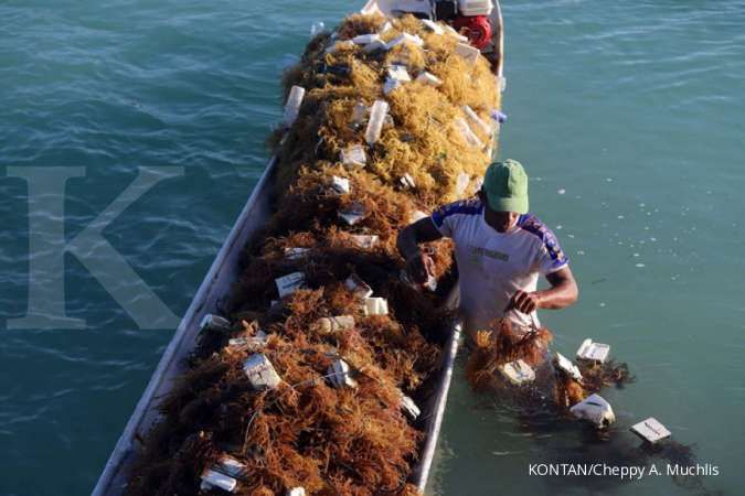 Kriling Berjangka gandeng Asia Sejahtera Mina untuk pengadaan resi gudang rumput laut