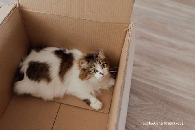Tips Meninggalkan Kucing Sendirian di Rumah saat Mudik, Cek 7 Hal Penting Ini