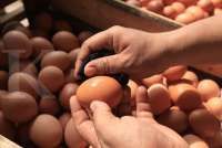 Kiat Memilih Telur Ayam Terbaik, Jaminan Nutrisi dan Keamanan Pangan