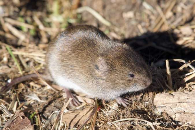 Begini Cara Tikus Berkembang Biak & Cepat Memenuhi Rumah Anda!