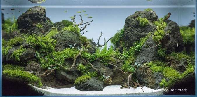 Memiliki Konsep yang Sama, Ini Letak Perbedaan Aquascape dan Paludarium