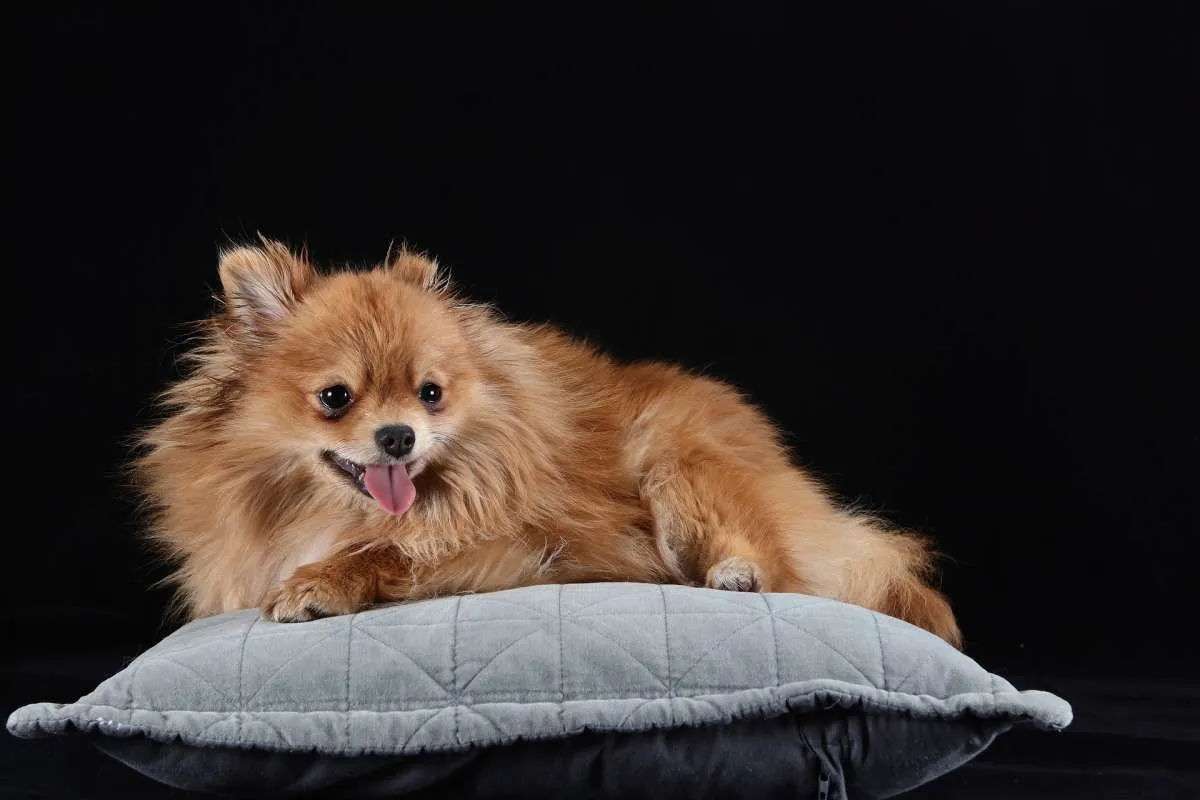Lucu dan Menggemaskan, Ini Kepribadian Umum Anjing Pomeranian