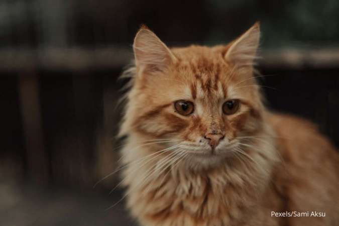 Bahaya Virus FIV pada Kucing, Kenali Gejala dan Pencegahannya 