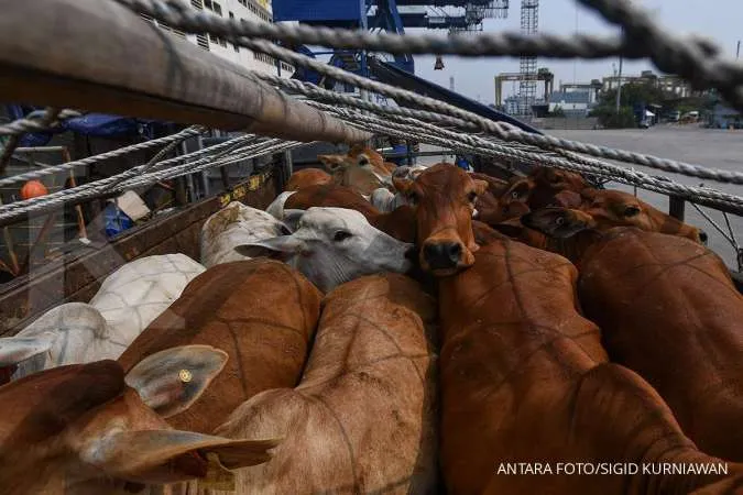 Indonesia Pauses Some Australian Cattle Imports after Cows Found with LSD