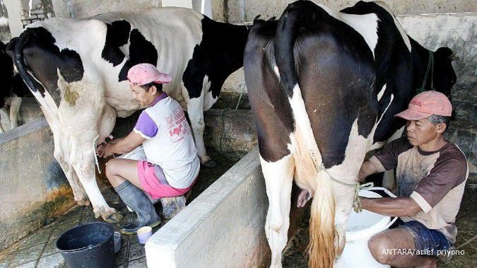 Produksi susu lokal makin kendor