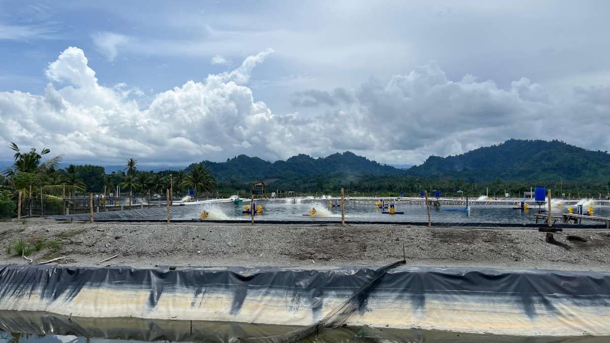 Pemerintah Telisik Udang Terkontaminasi