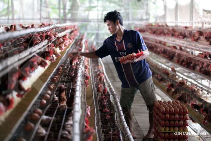 Pinsar: Bisnis Telur Ayam Masih Memiliki Prospek yang Menjanjikan
