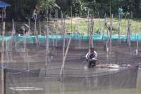 Cara Mencegah Benih Ikan Lele dan Nila Hanyut Saat Hujan Deras