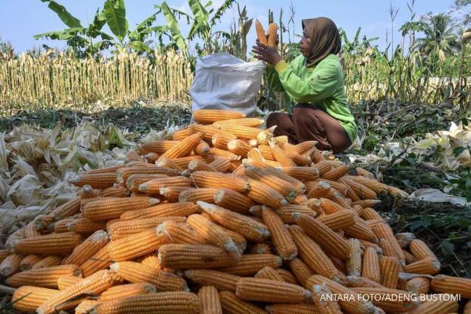 Harga Jagung dan Kedelai Menguat, Cuaca Ekstrem dan Permintaan China Jadi Penopang