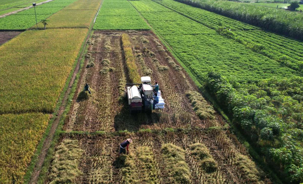 Data Lahan Tak Sinkron, CORE Menilai Ini Akar Masalah Program Ketahanan Pangan