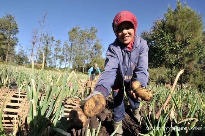 Produksi turun, harga kentang stabil 